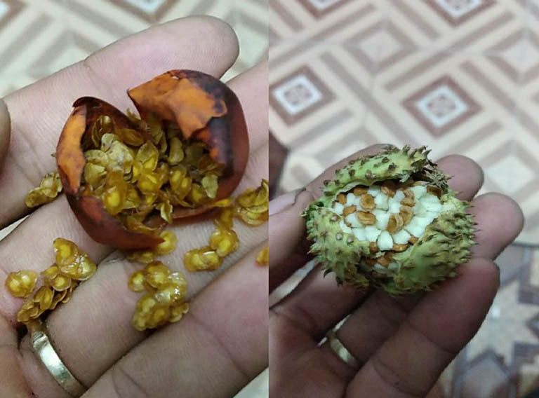 Mạn đà la có độc tính