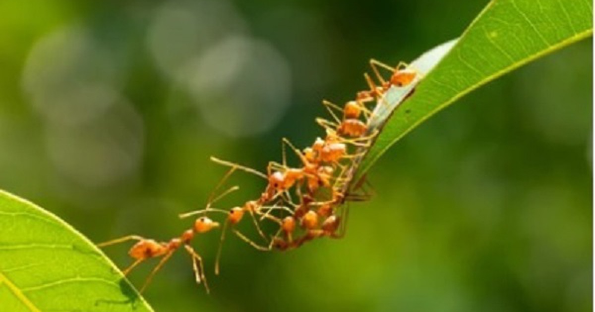 Kiến cắn gây phản vệ nguy kịch