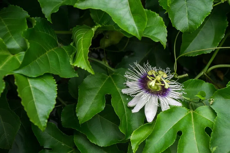 Bài thuốc hỗ trợ hạ huyết áp