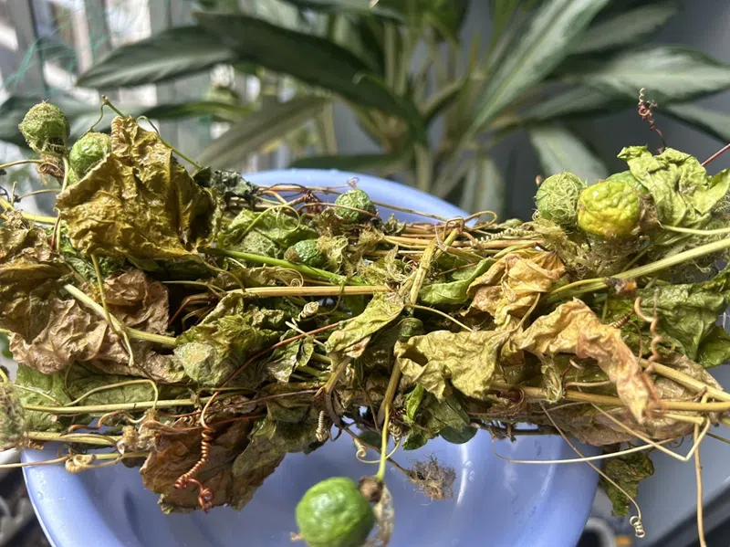 Bài thuốc giảm căng thẳng từ cây lạc tiên