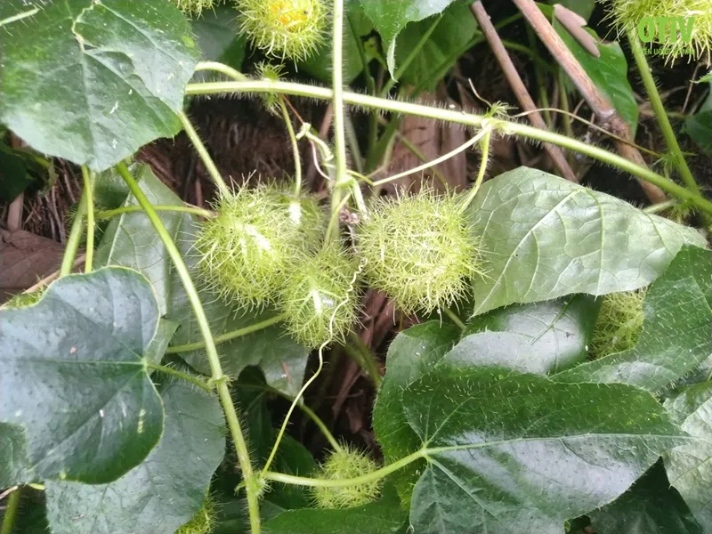 Cây lạc tiên là gì?