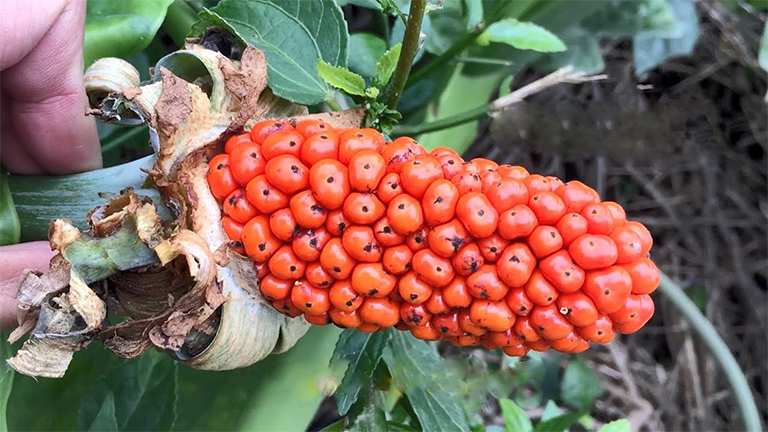 Các bộ phận của cây ráy