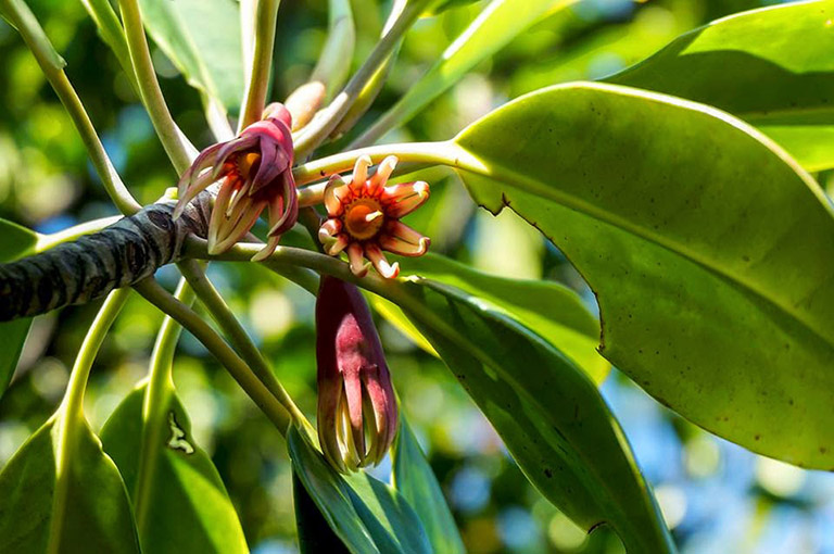 Cây vẹt trong rừng ngập mặn