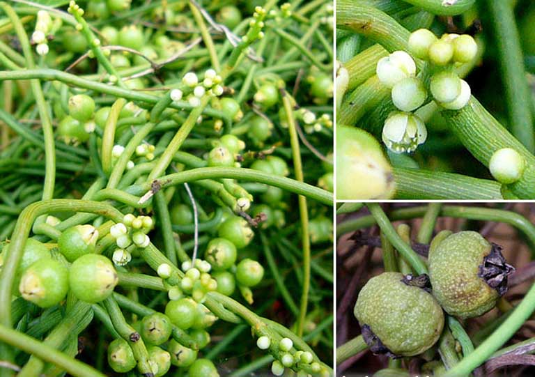 Dây tơ hồng xanh làm thuốc