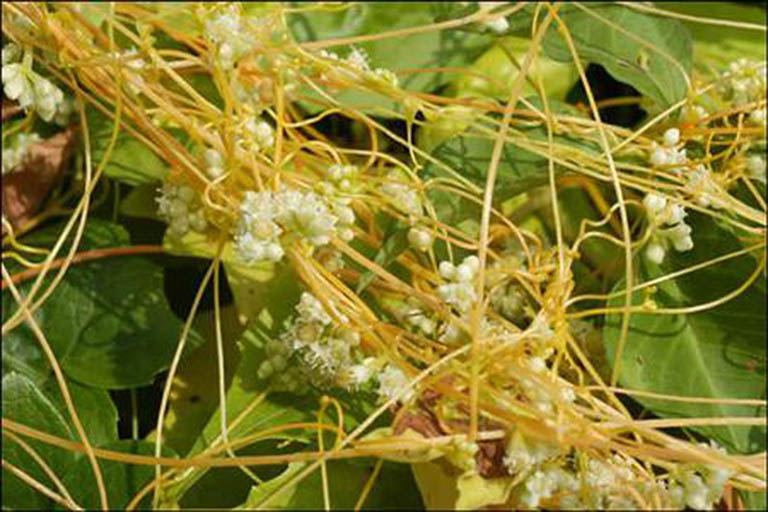 Dây tơ hồng vàng