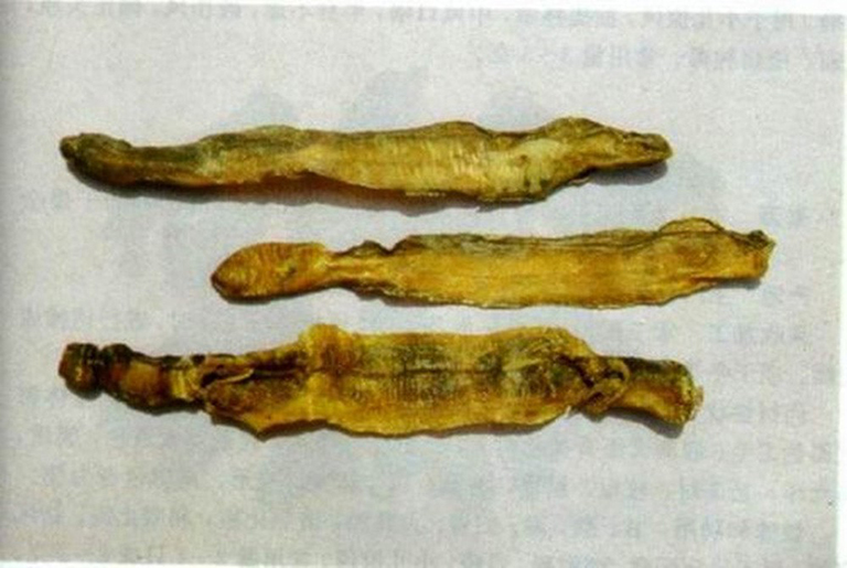 Địa long phơi khô