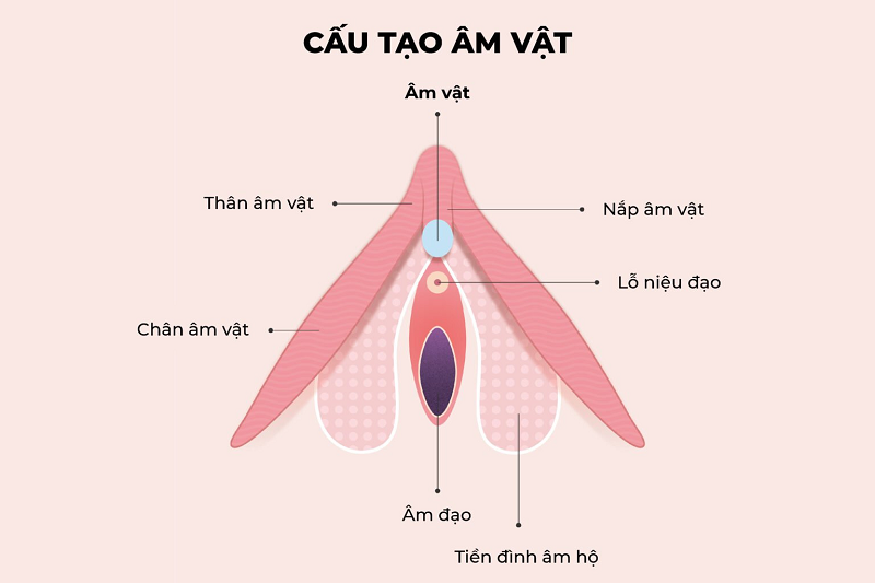 Hột le là gì và vị trí hột le nữ giới