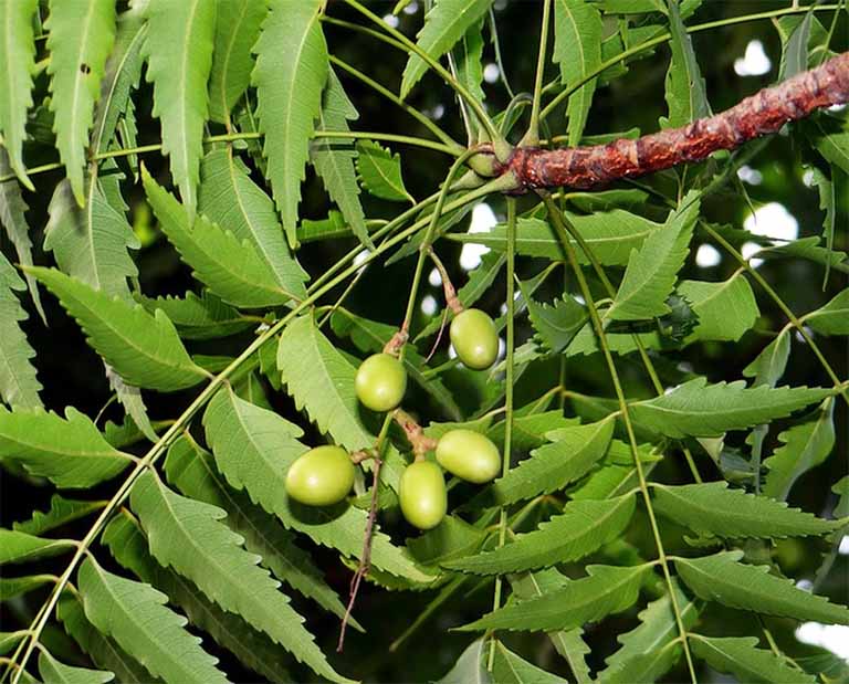 Lá xoan giảm ngứa da