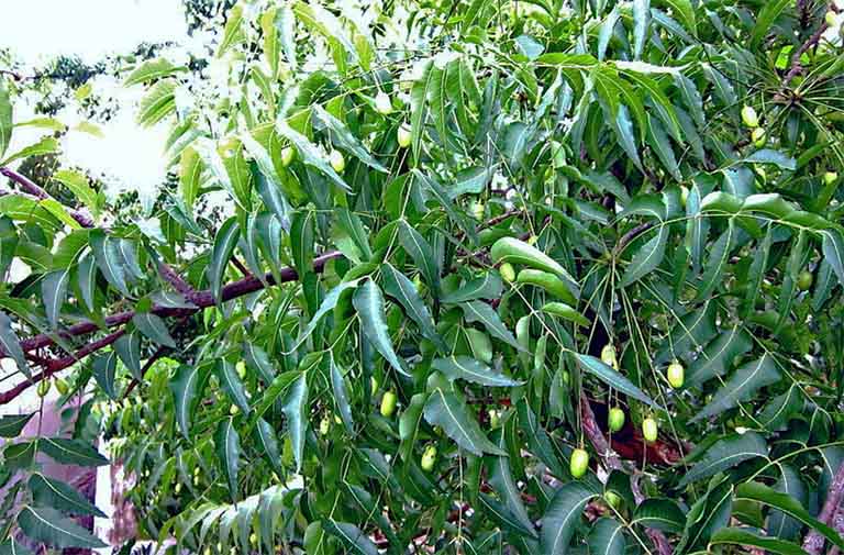 Nấu nước lá xoan tắm ghẻ