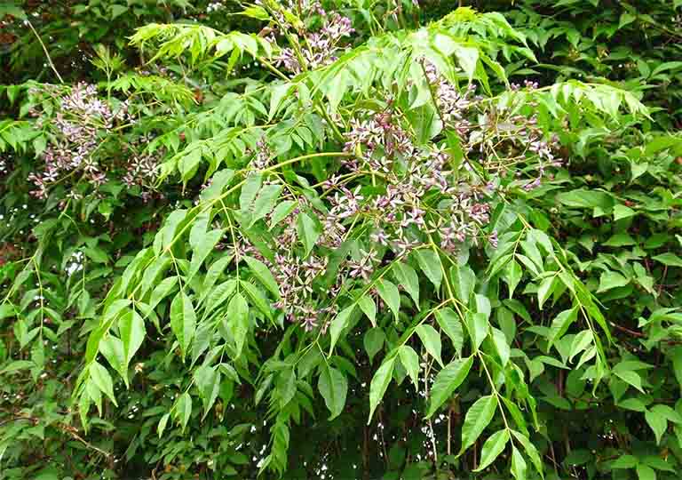 Chữa ghẻ bằng lá xoan