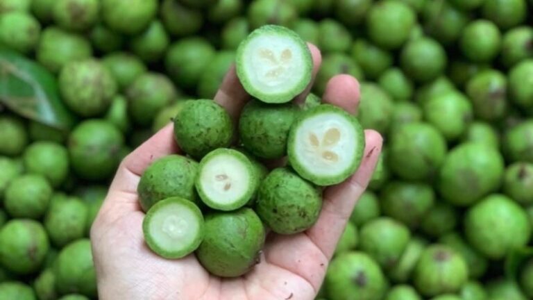 Quả sấu giàu vitamin C