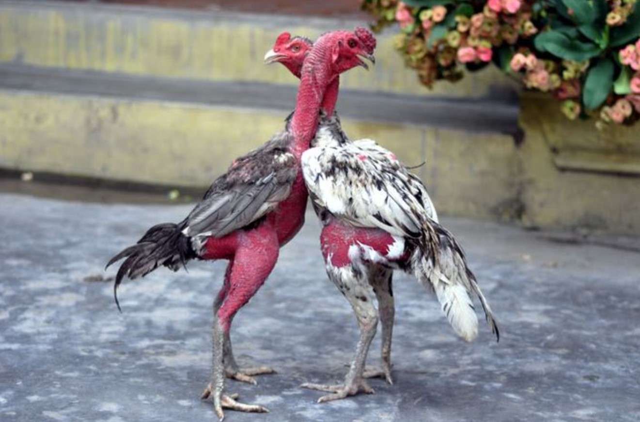 Vần hơi cho gà tơ