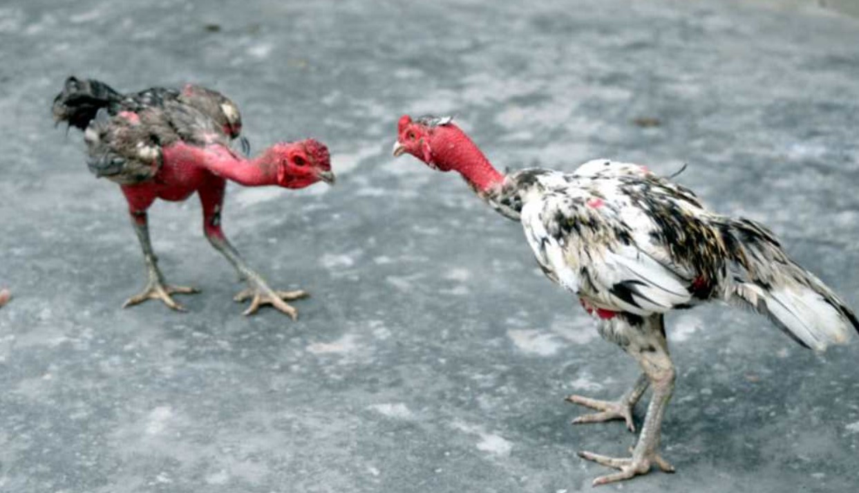 Lưu ý khi vần đòn cho gà tơ