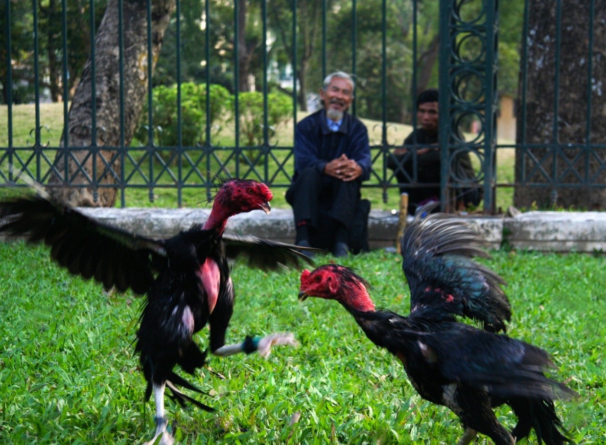 Hướng dẫn sư kê cách vần đòn cho gà tơ hiệu quả