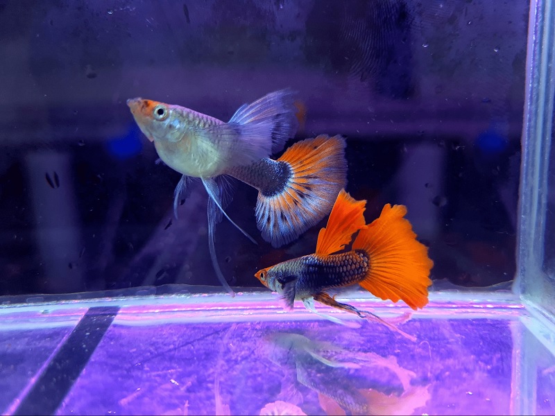 Loại cá nước ngọt này có kích thước nhỏ