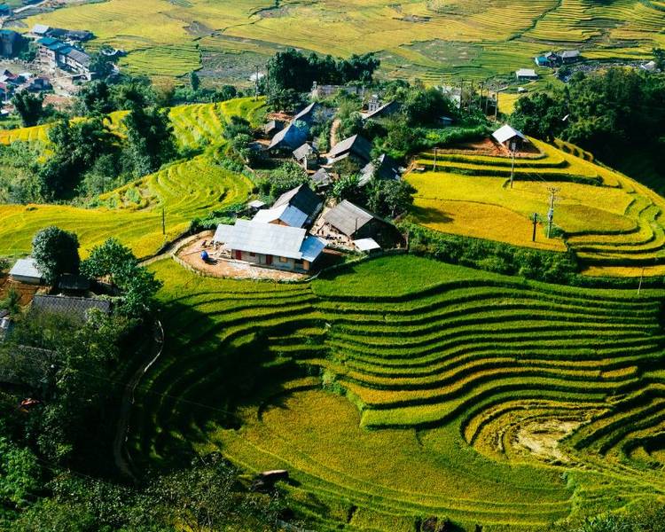 Bản Tả Van vào mùa lúa chín.