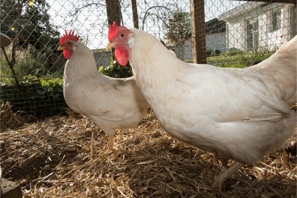 Gà Leghorn – năng suất trứng của giống gà lơ go – Channuoithuy.com.vn – Siêu thị tổng kho dụng cụ và thiết bị ngành chăn nuôi thú y