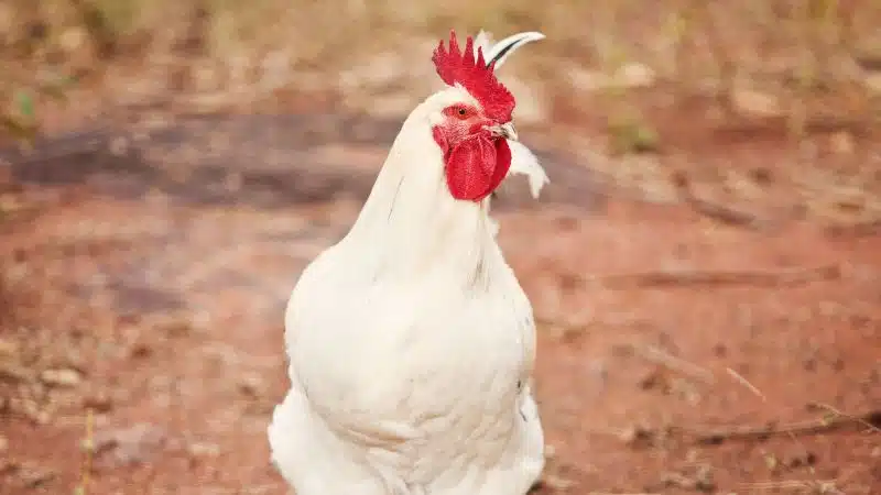 Nguồn Gốc, đặc điểm Và Giá Trị Kinh Tế Của Gà Leghorn (lơ Go)