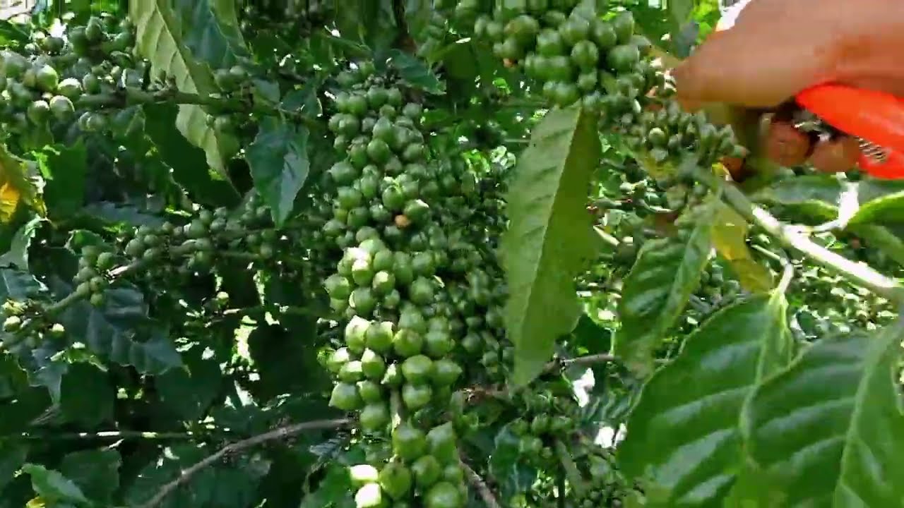 Quá nguy hiểm ... cà phê xanh lùn đang phát triển tốt lại bị chết nửa cây.