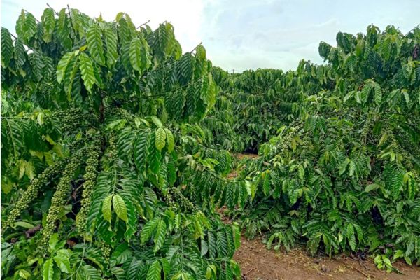 Kỹ thuật trồng và chăm sóc cho cà phê xanh lùn đạt chất lượng cao