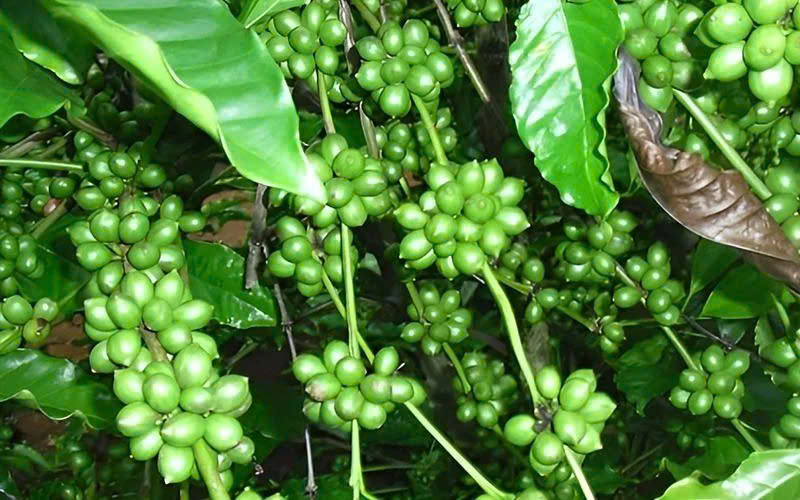 Trồng cà phê xanh lùn: Hướng dẫn chi tiết cho năng suất cao - ASAHI NHẬT BẢN