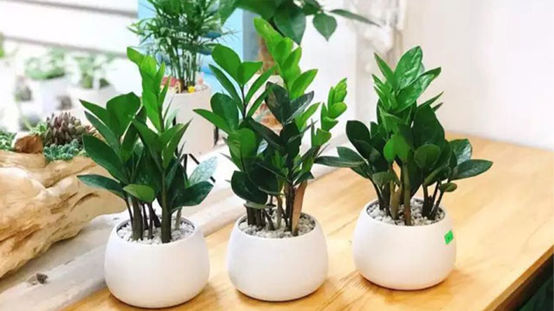 Cây kim tiền: Ý nghĩa phong thuỷ, cách trồng và chăm sóc, giá thành, mua ở đâu