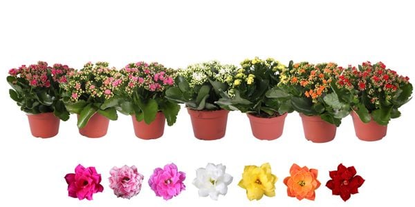 Hoa sống đời: Ý nghĩa phong thuỷ, công dụng, nguồn gốc, cách trồng