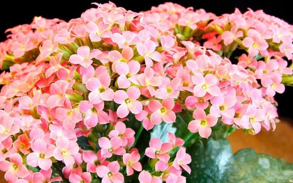 Hoa sống đời: Ý nghĩa phong thuỷ, công dụng, nguồn gốc, cách trồng