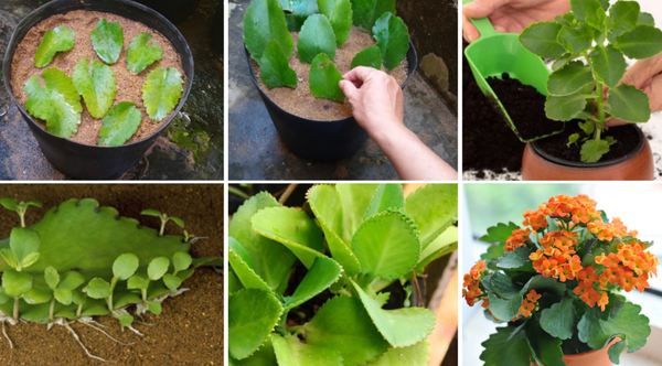 Cách trồng cây hoa sống đời bằng lá