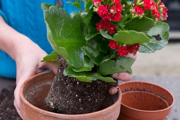 Mẹo chăm sóc cây sống đời trong nhà đơn giản