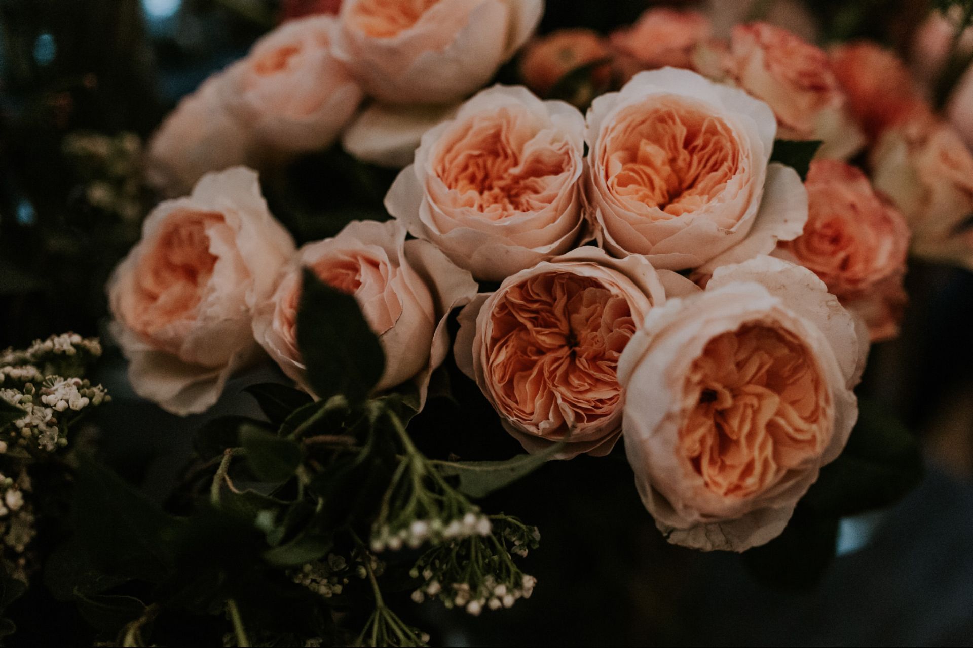 Ý Nghĩa Của Hoa Hồng Juliet | Hoa Thanh Nhã